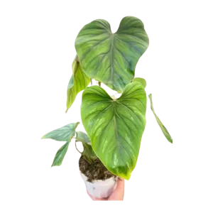 Philodendron PlowManii