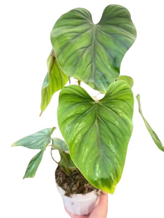 Philodendron PlowManii